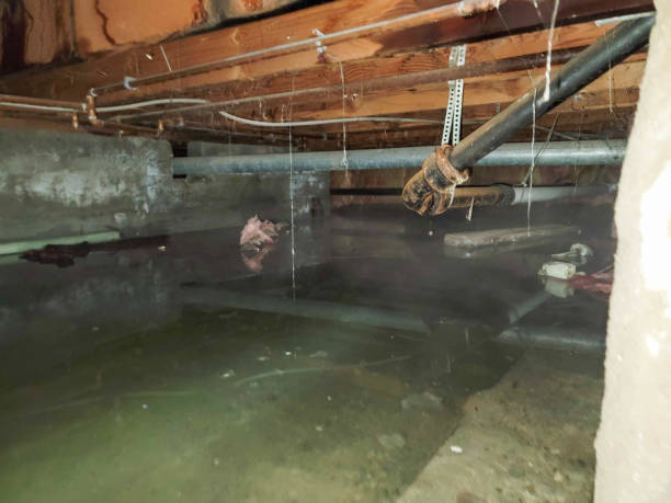 Best Fire Damage Restoration  in Elroy, WI