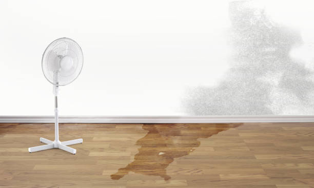 Best Basement water damage restoration  in Elroy, WI