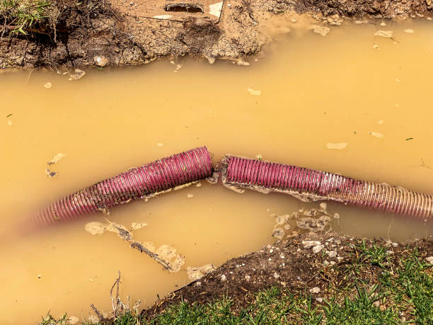 Best Professional water damage repair  in Elroy, WI